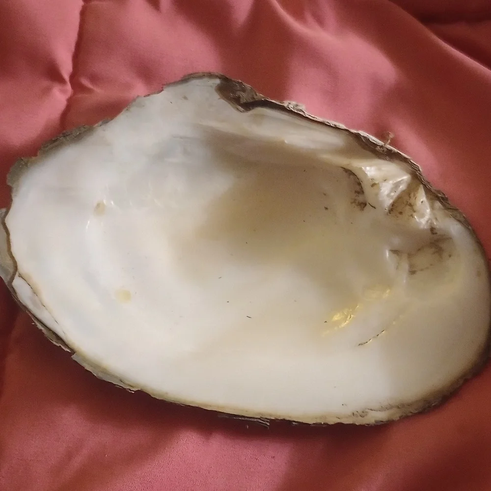 Smudging shell - Picture 1 of 4